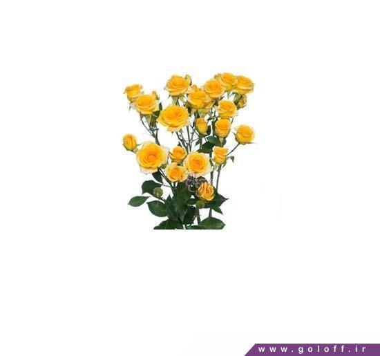 گل رز مینیاتوری یلو بابه - Roses | گل آف